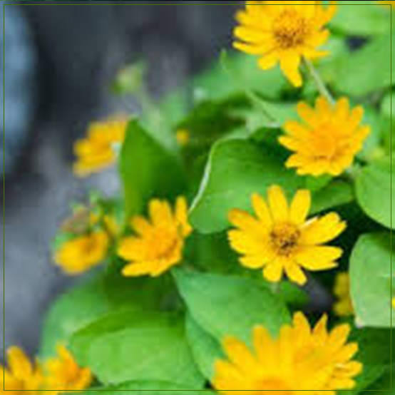 Buy Plants Online Ludhiana, Punjab Outdoor & Indoor Plants Order